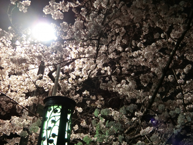 夜桜