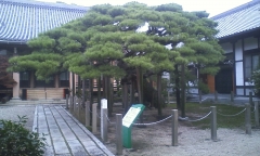 松