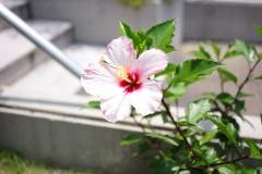 びす