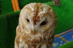 ふくろう
