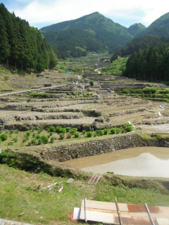 棚田